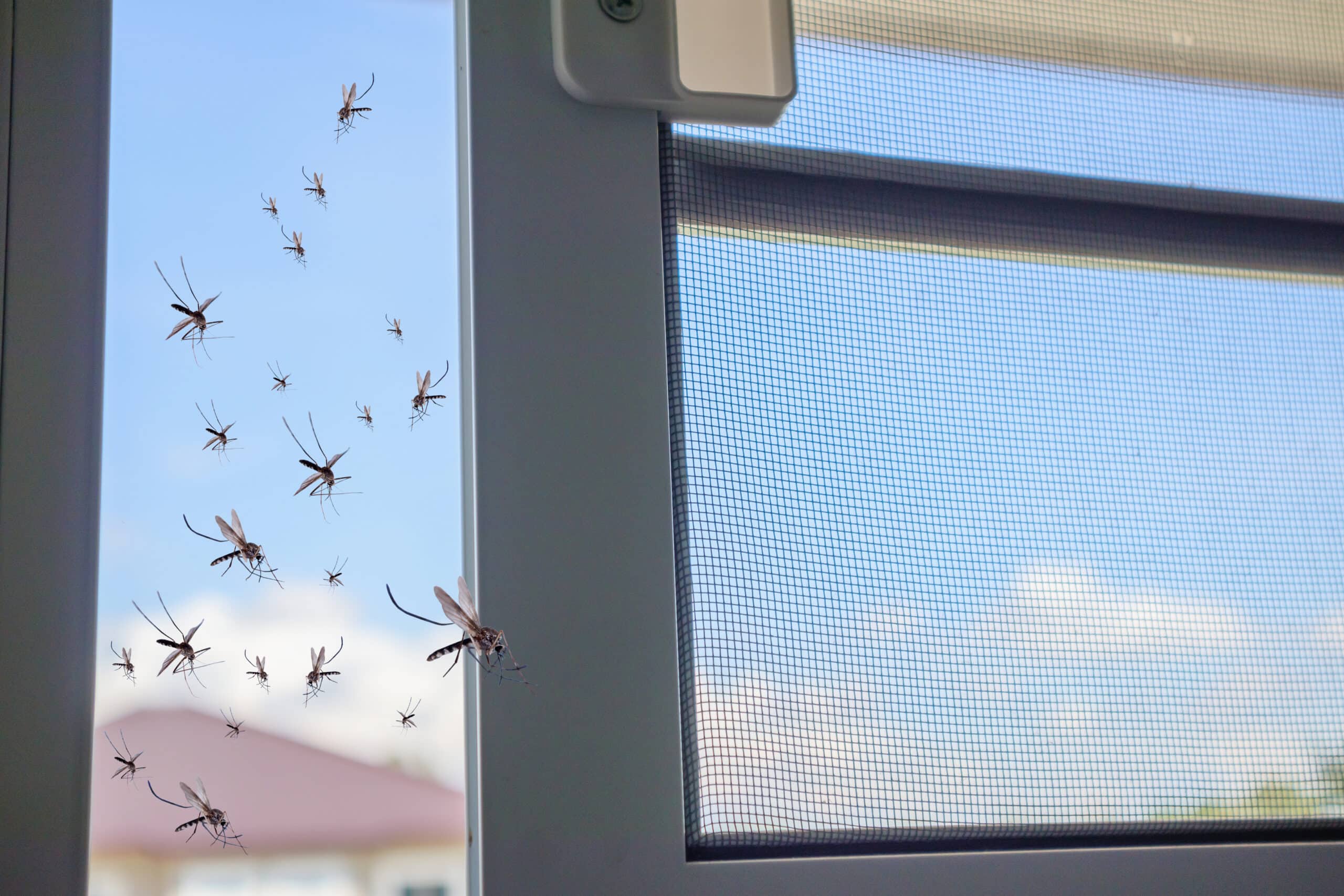 Many mosquitoes flying in to the house while insect net was opened