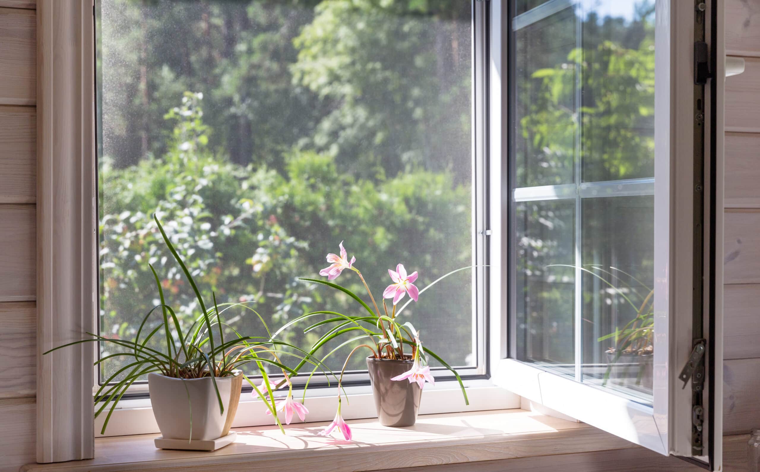 White window with mosquito net in a rustic wooden house overlooking the garden. Houseplants and a watering can on the windowsill.